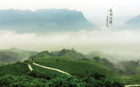 沅陵碣灘茶：品一壺茗飲賞一方山澤(圖2)