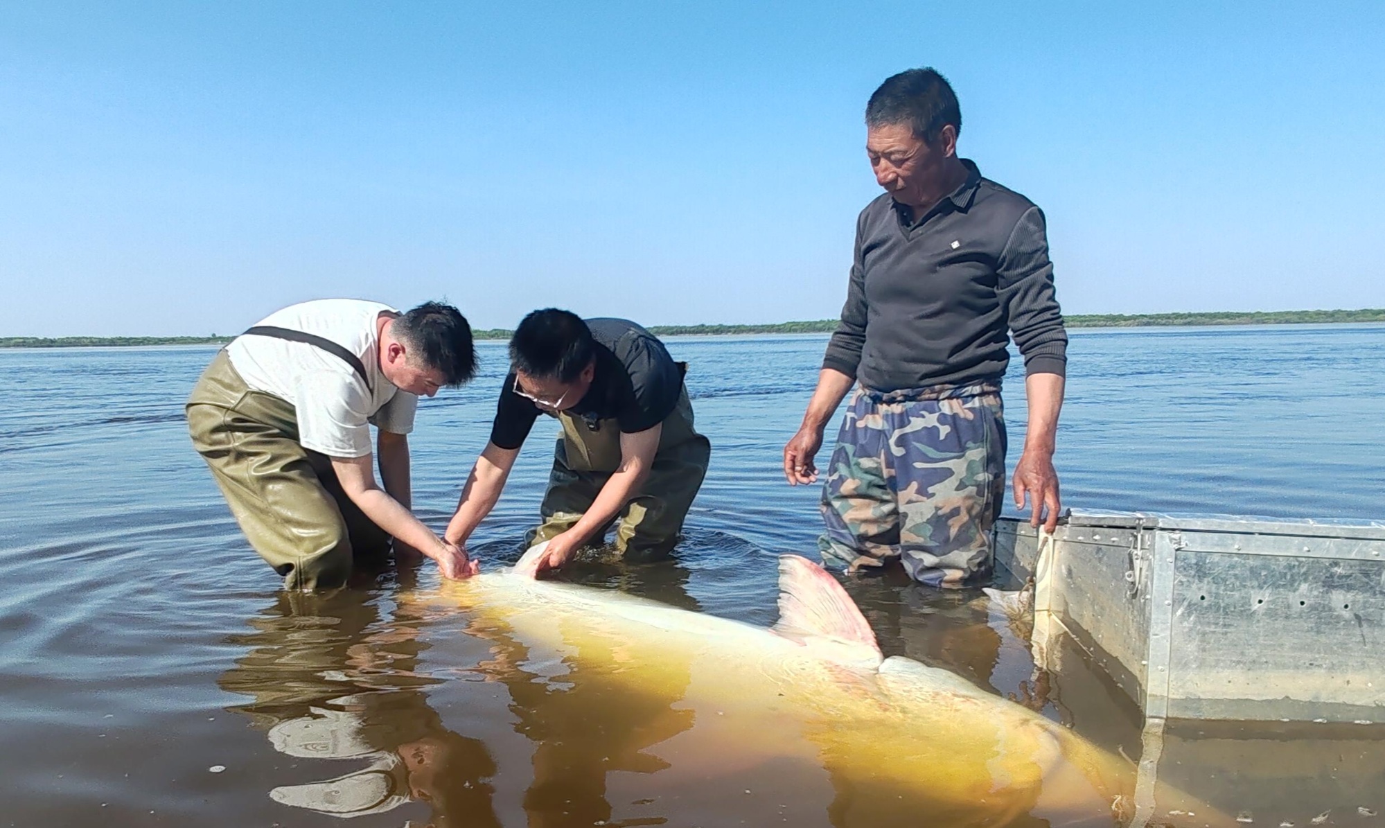 九游娛樂：黑龍江漁民好樣的！兩地兩只“投網(wǎng)”達氏鰉被放歸大江(圖3)
